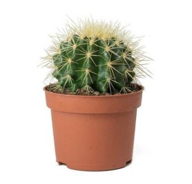 Golden Barrel Cactus